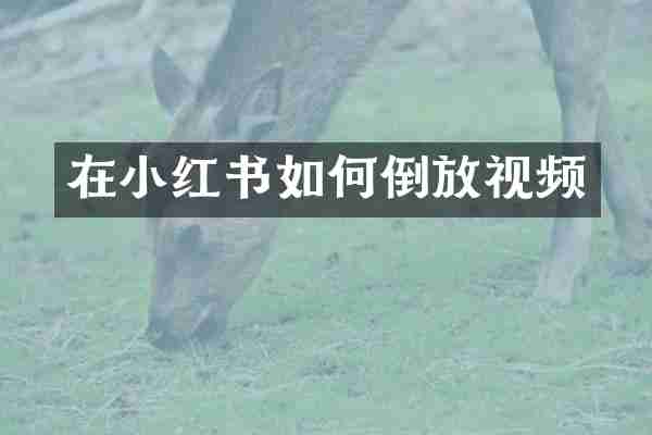 在小红书如何倒放视频