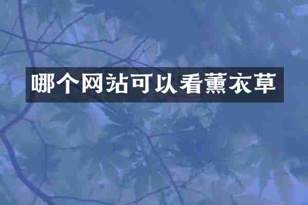 哪个网站可以看薰衣草
