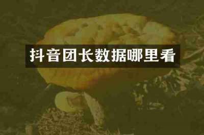 抖音团长数据哪里看