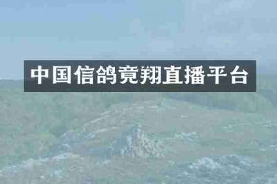 中国信鸽竟翔直播平台