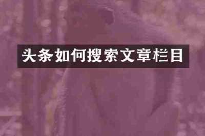 头条如何搜索文章栏目