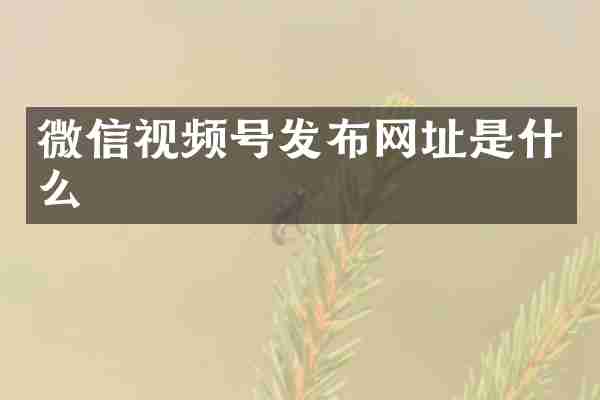 微信视频号发布网址是什么