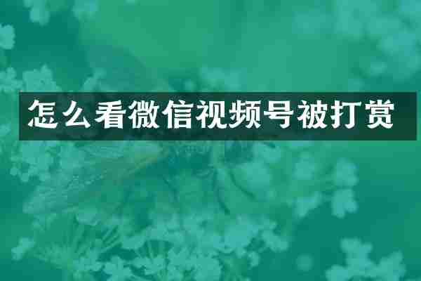 怎么看微信视频号被打赏