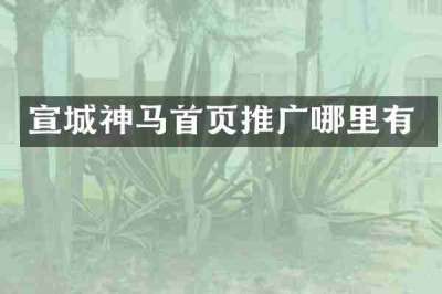 宣城神马首页推广哪里有