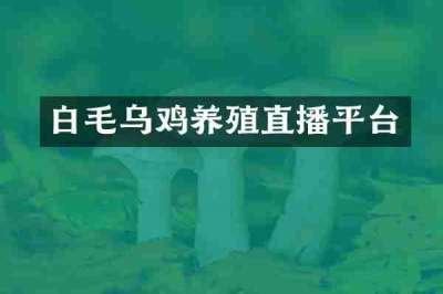 白毛乌鸡养殖直播平台