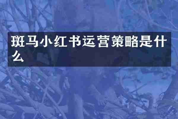 斑马小红书运营策略是什么