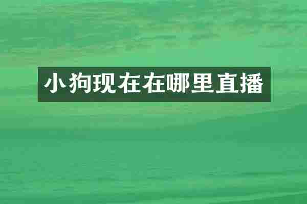 小狗现在在哪里直播