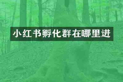 小红书孵化群在哪里进