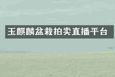 玉麒麟盆栽拍卖直播平台