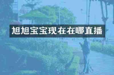 旭旭宝宝现在在哪直播