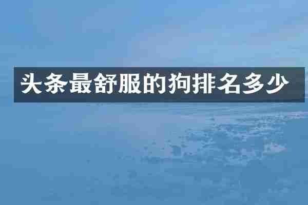 头条最舒服的狗排名多少