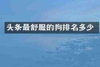 头条最舒服的狗排名多少