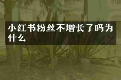 小红书粉丝不增长了吗为什么