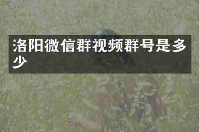 洛阳微信群视频群号是多少