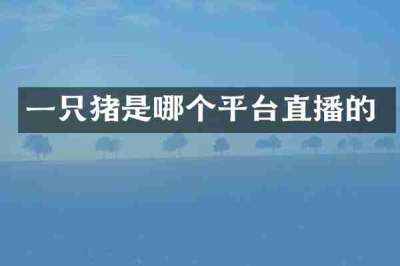 一只猪是哪个平台直播的