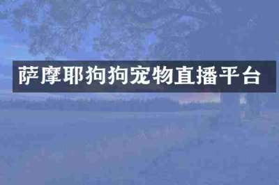 萨摩耶狗狗宠物直播平台