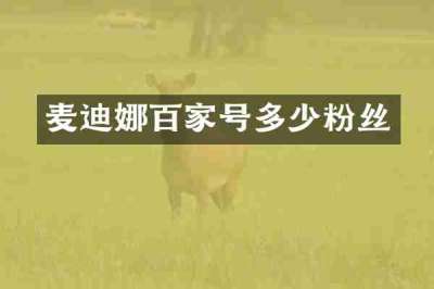 麦迪娜百家号多少粉丝