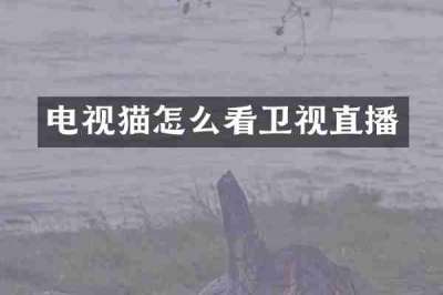 电视猫怎么看卫视直播